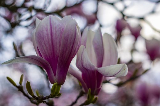 Hintergrundbilder - Magnolienblüten Nahaufnahme
