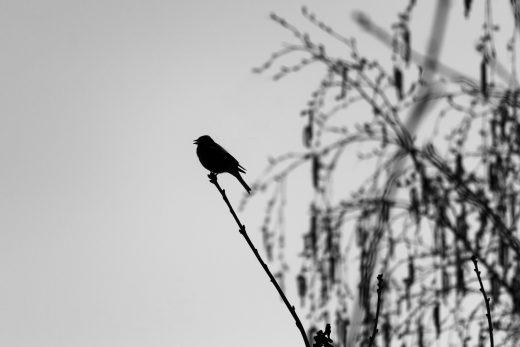 Hintergrundbilder - Meise im Gegenlicht