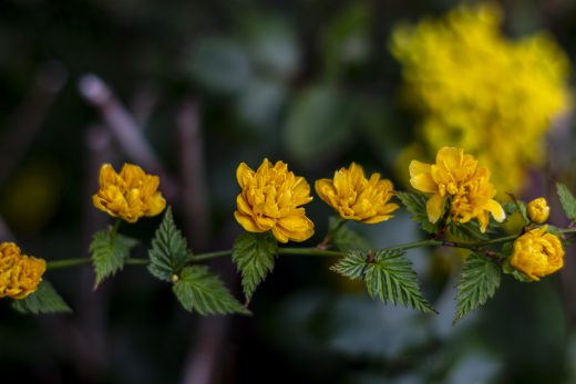 Hintergrundbilder - Ranunkelstrauch mit Blüten