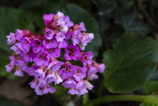 Hintergrundbilder - Rosa Blüten Nahaufnahme
