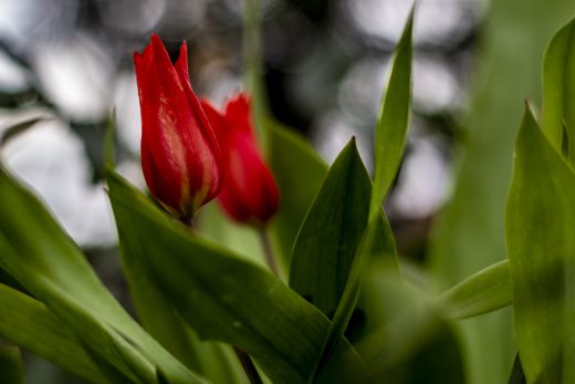 Hintergrundbilder - Rote Tulpen Nahaufnahme