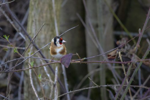 Hintergrundbilder - Stieglitz im Frühling