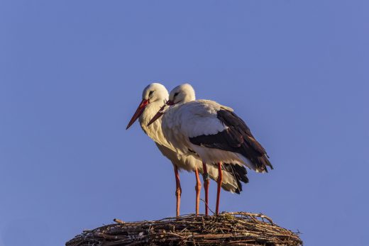Hintergrundbilder - Storchenpaar im Abendlicht