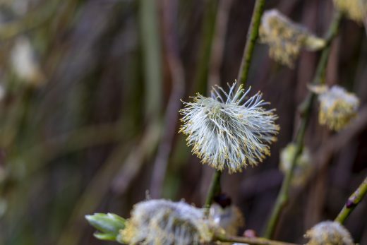 Hintergrundbilder - Verblühte Weidenkätzchen