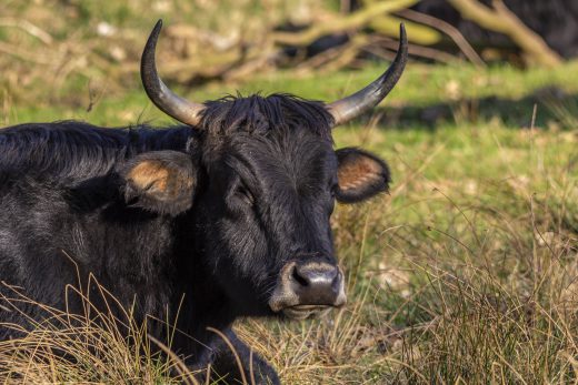 Hintergrundbilder - Verschlafenes Heckrind