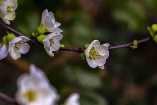 Hintergrundbilder - Weiße Blüten Zierquitte