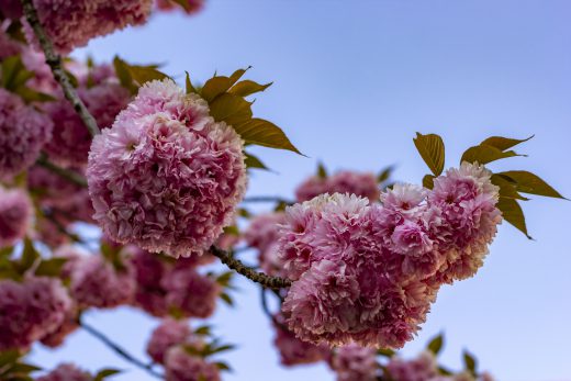 Hintergrundbilder - Blüten einer Wildkirsche