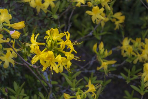 Hintergrundbilder - Gelbe Blüten Nahaufnahme