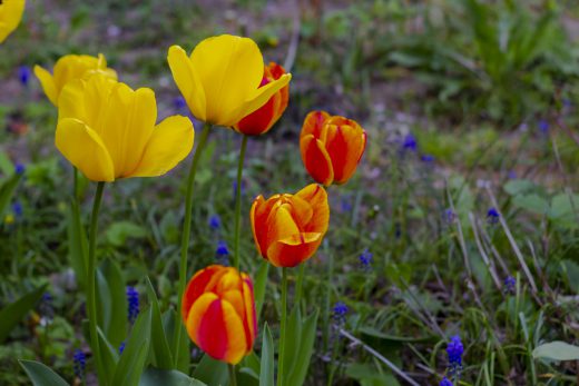 Hintergrundbilder - Gelbe und rote Tulpen