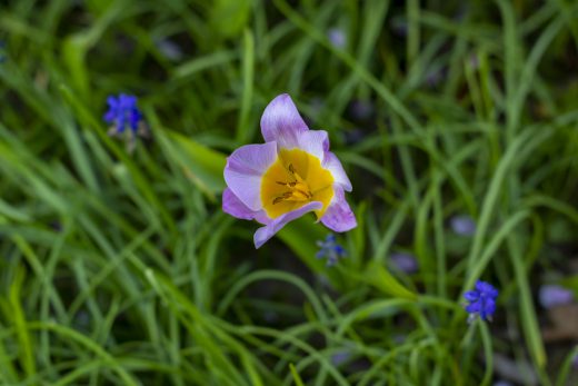 Hintergrundbilder - Kleine Tulpe im Gras