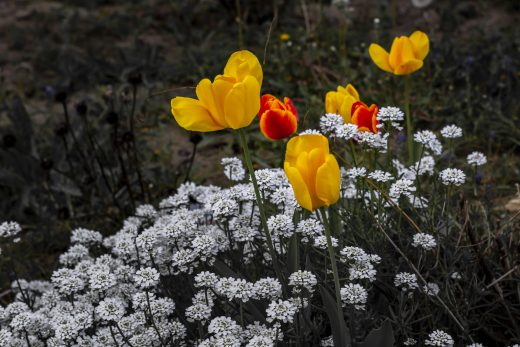 Hintergrundbilder - Tulpen in leuchtenden Farben