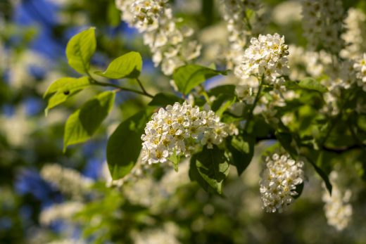 Hintergrundbilder - Weiße Blütenpracht
