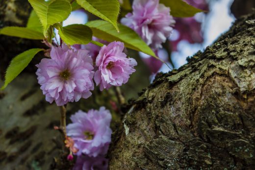 Hintergrundbilder - Wildkirschblüten am Stamm