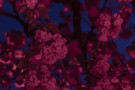 Hintergrundbilder - Wildkirschblüten bei Nacht