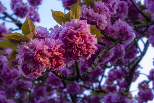 Hintergrundbilder - Wildkirschblüten im Abendlicht