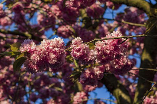Hintergrundbilder - Wildkirschblüten in der Abendsonne