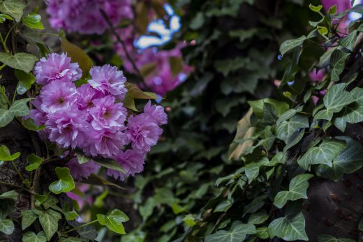 Hintergrundbilder - Wildkirschblüten mit Efeu