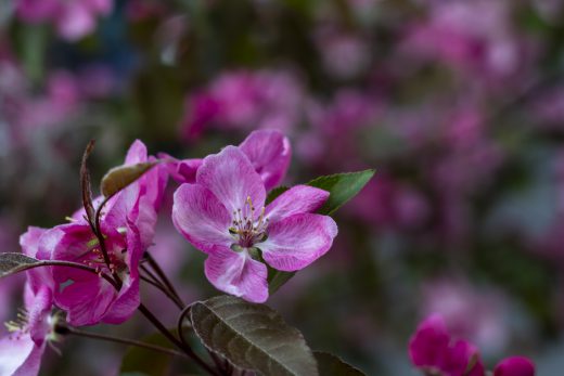 Hintergrundbilder - Wunderschöne rosa Blüte