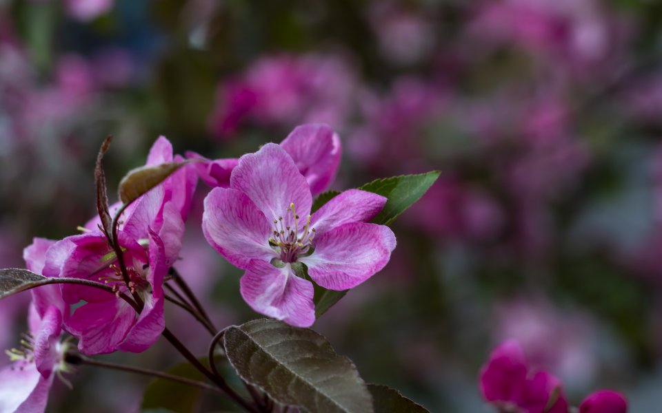 Hintergrundbilder - Wunderschöne rosa Blüte