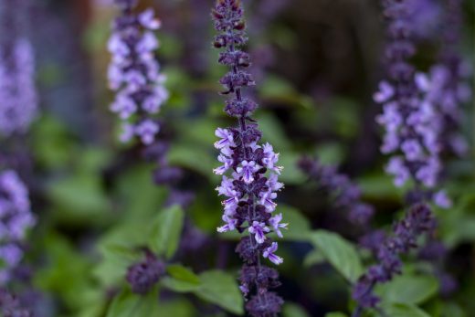 Hintergrundbilder - Blühender Thai Basilikum