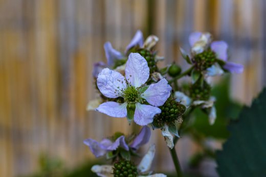 Hintergrundbilder - Brombeerblüten