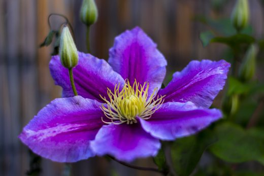 Hintergrundbilder - Clematis Piilu Nahaufnahme