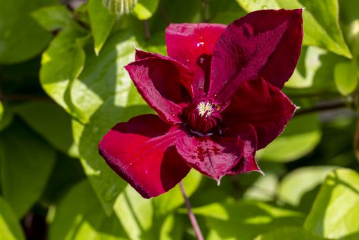 Hintergrundbilder - Clematis vor dem Aufblühen