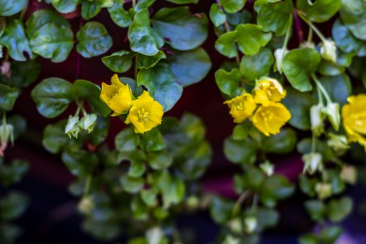 Hintergrundbilder - Gelbes Münzkraut Nahaufnahme
