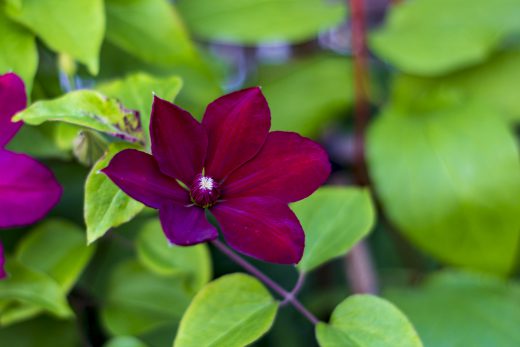 Hintergrundbilder - Herrliche Clematis Nahaufnahme