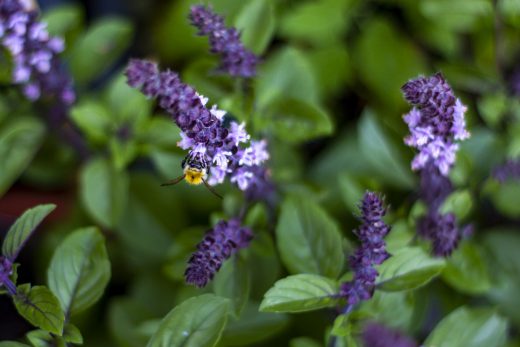 Hintergrundbilder - Hummel auf Basilikumblüte