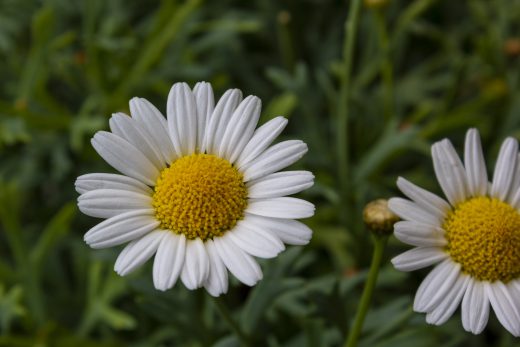 Hintergrundbilder - Margeriten im Abendlicht