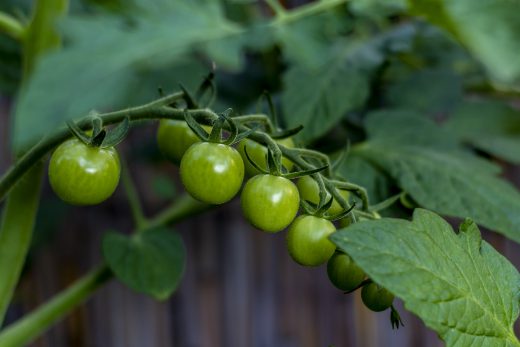 Hintergrundbilder - Nahaufnahme Grüne Tomaten