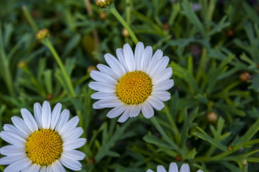 Hintergrundbilder - Nahaufnahme Margeriten