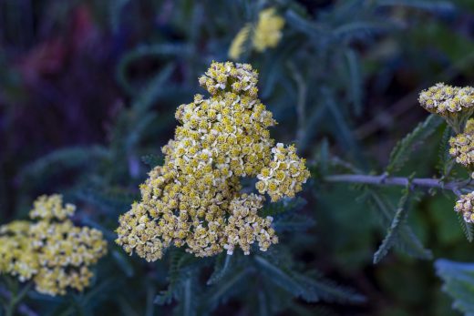 Hintergrundbilder - Nahaufnahme Schafgarbe