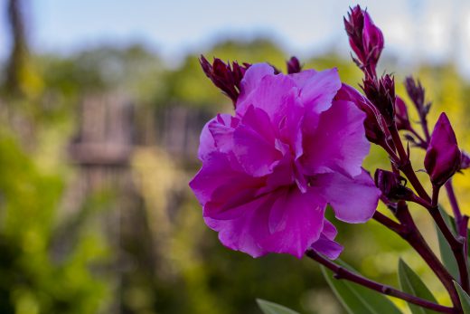 Hintergrundbilder - Oleanderblüte Nahaufnahme