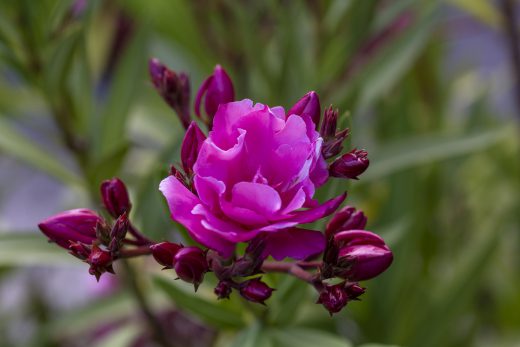 Hintergrundbilder - Rosa Oleanderblüten