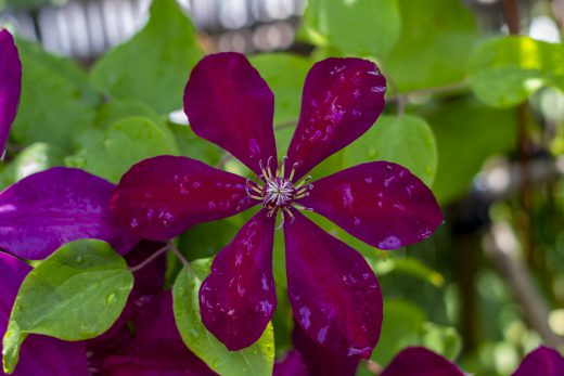 Hintergrundbilder - Violette Clematis mir Regentropfen