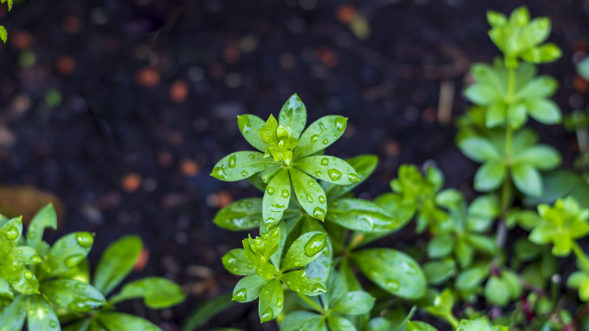 Hintergrundbilder | Waldmeister mit Regentropfen