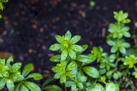 Hintergrundbilder - Waldmeister mit Regentropfen