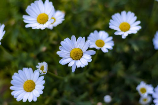 Hintergrundbilder - Wunderschöne Margeriten