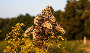 Hintergrundbild Herbstliche Gräser Nahaufnahme
