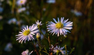 Hintergrundbild Nahaufnahme Septemberkraut
