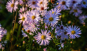 Hintergrundbild Myrten Astern in der Abendsonne