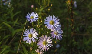 Hintergrundbild Septemberkraut von ganz nah