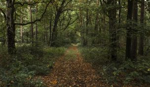Hintergrundbild Waldweg im Herbst
