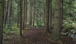 Hintergrundbild Waldweg durch den Nadelwald