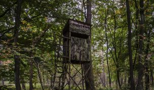 Hintergrundbild Hochsitz im Buchenwald