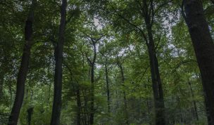 Hintergrundbild Buchenwald in Dorsten