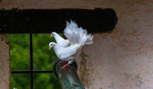 Hintergrundbild Friedenstauben mit Kanone