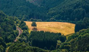 Hintergrundbild Feld mit Baum